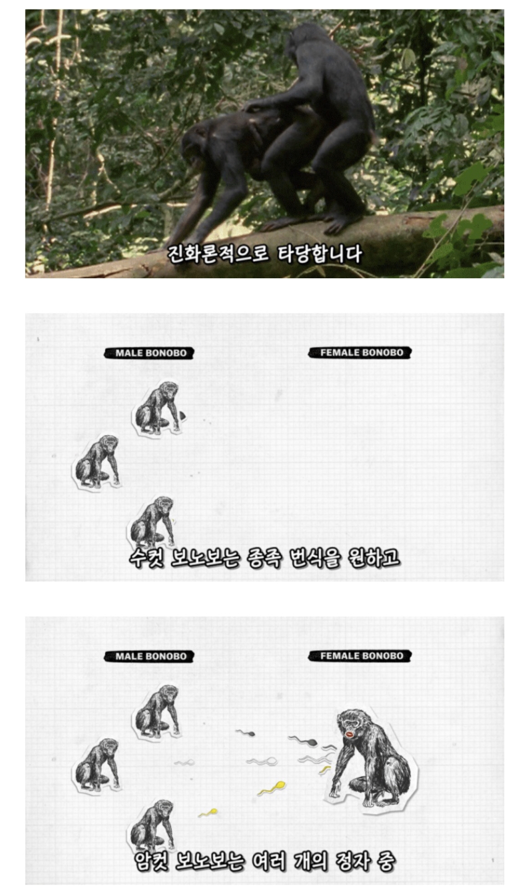 인간이 난교하도록 진화했다는 증거 ㄷㄷㄷㄷㄷㄷㄷ | 인스티즈