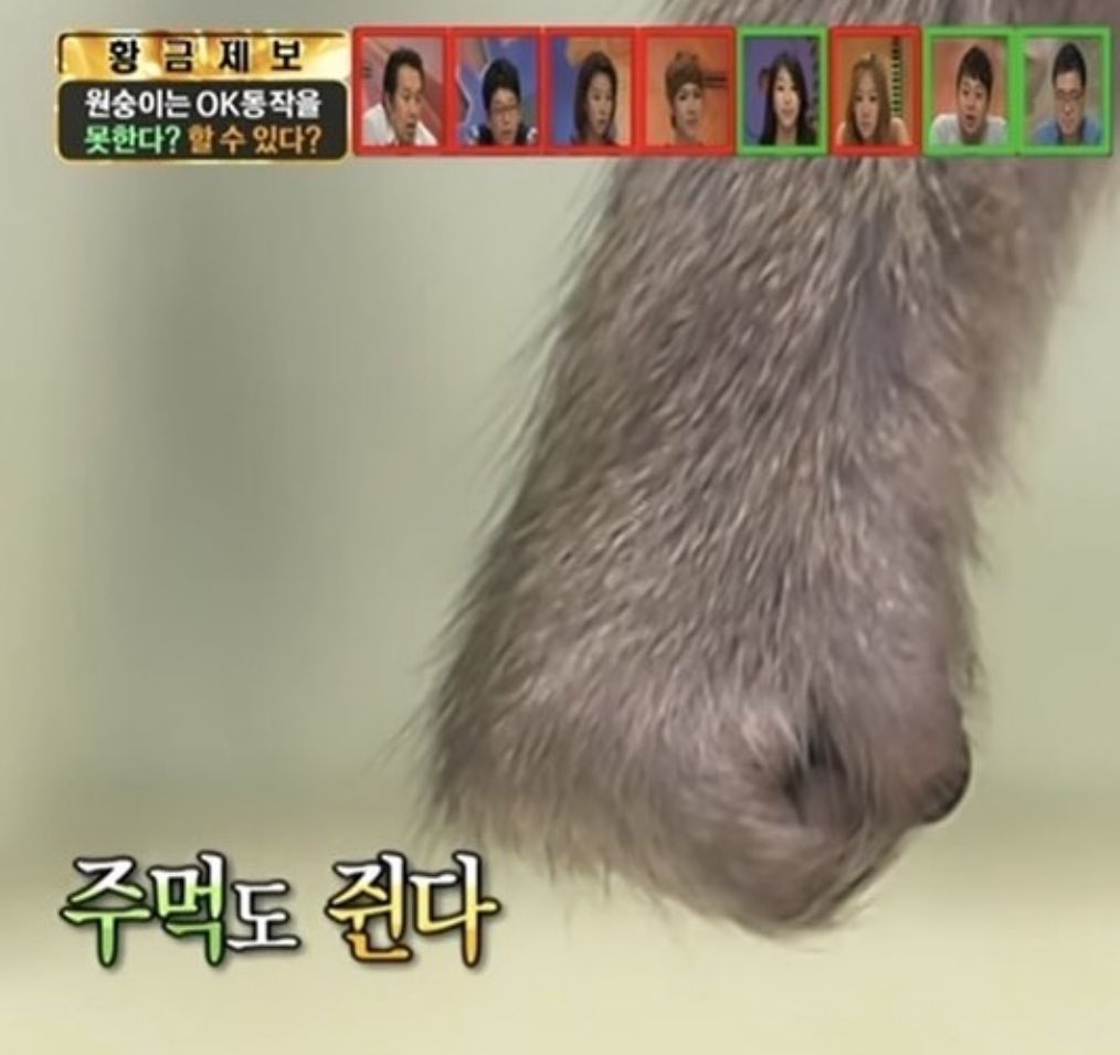 원숭이랑 3초 이상 눈 마주치면 생기는 일 | 인스티즈
