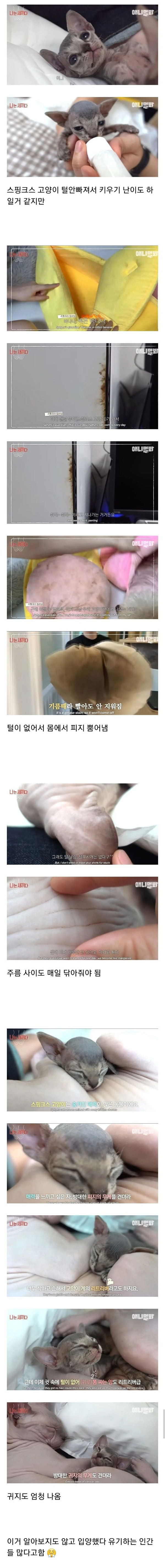 스핑크스 고양이의 비밀 | 인스티즈