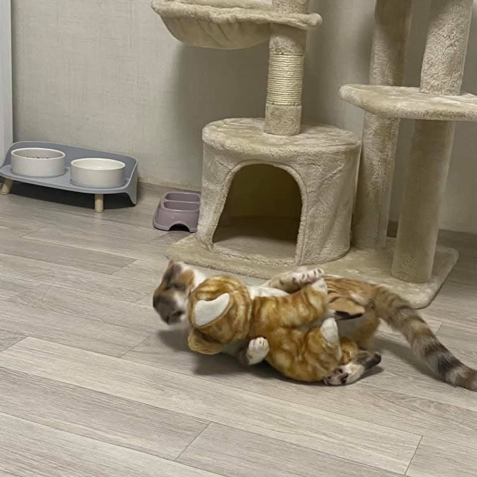 친구가 인형을 주고 갔는데 자기 친구인줄 알고 하루종일 같이 노네용ㅠㅠ | 인스티즈