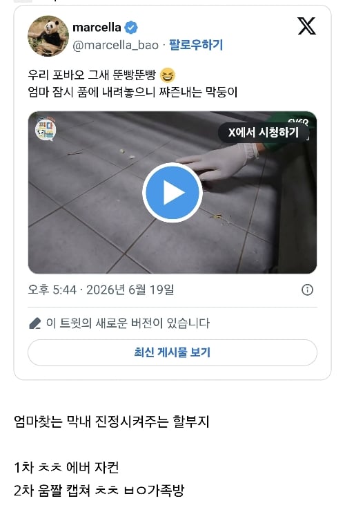 송바오 피셜 역대 아기판다들 중 가장 잘 성장하고 있다는 막냉이 넷째바오 🐼 | 인스티즈