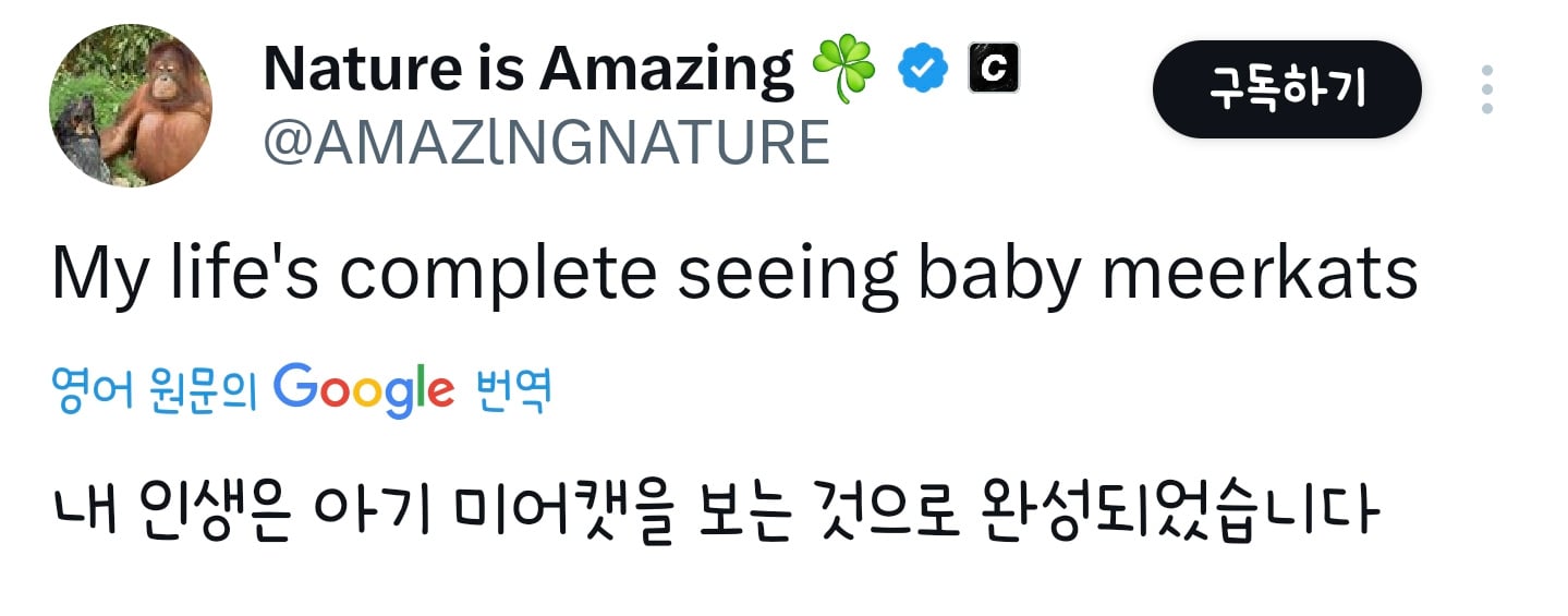 아기 미어캣 | 인스티즈