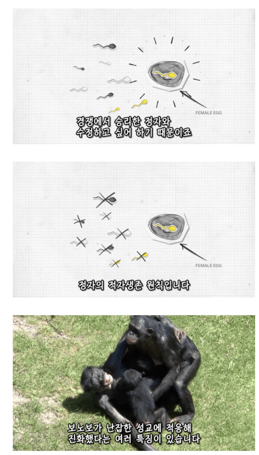 인간이 난교하도록 진화했다는 증거 ㄷㄷㄷㄷㄷㄷㄷ | 인스티즈