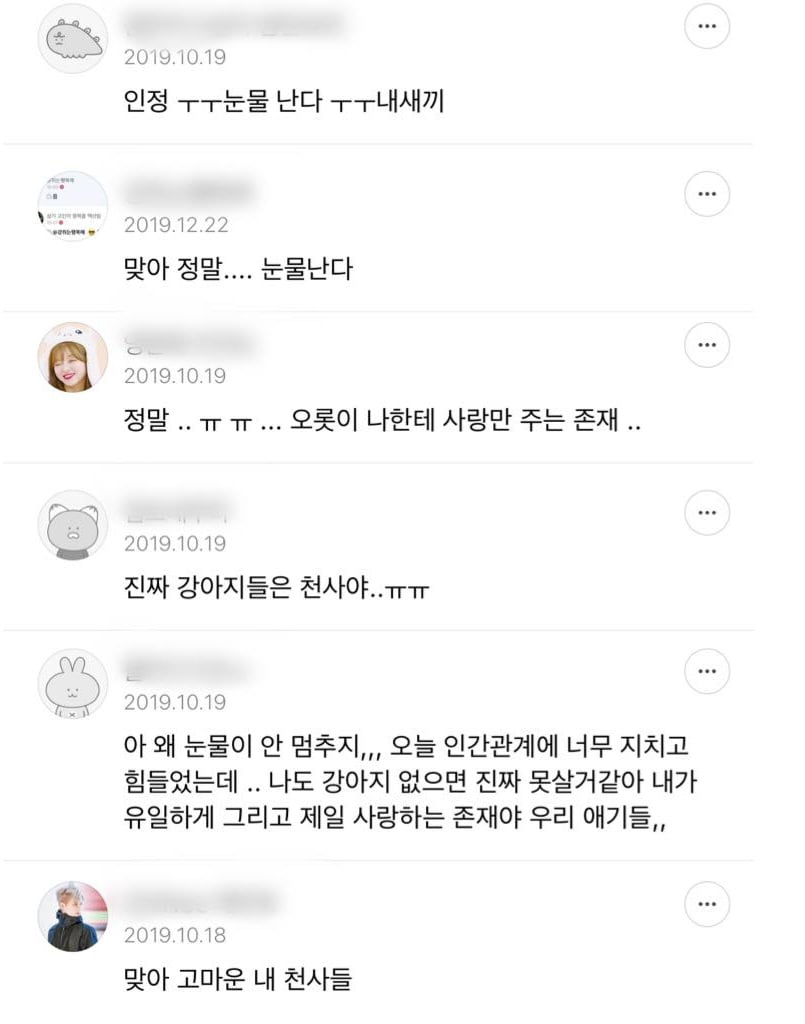 강아지에게 받는 완전무결한 사랑 | 인스티즈