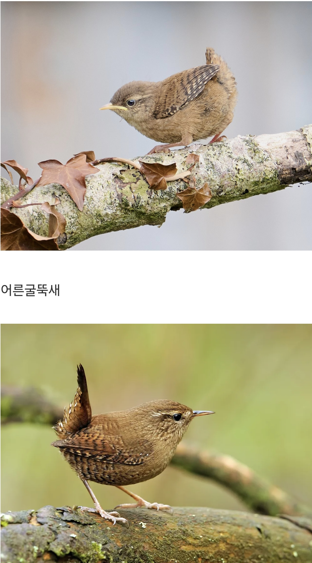 폭력적인 귀여움에 말을 잃음 | 인스티즈