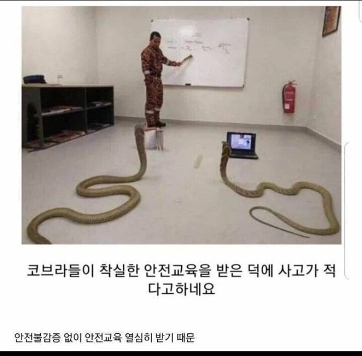 코브라 쇼 사고가 적은 이유 | 인스티즈