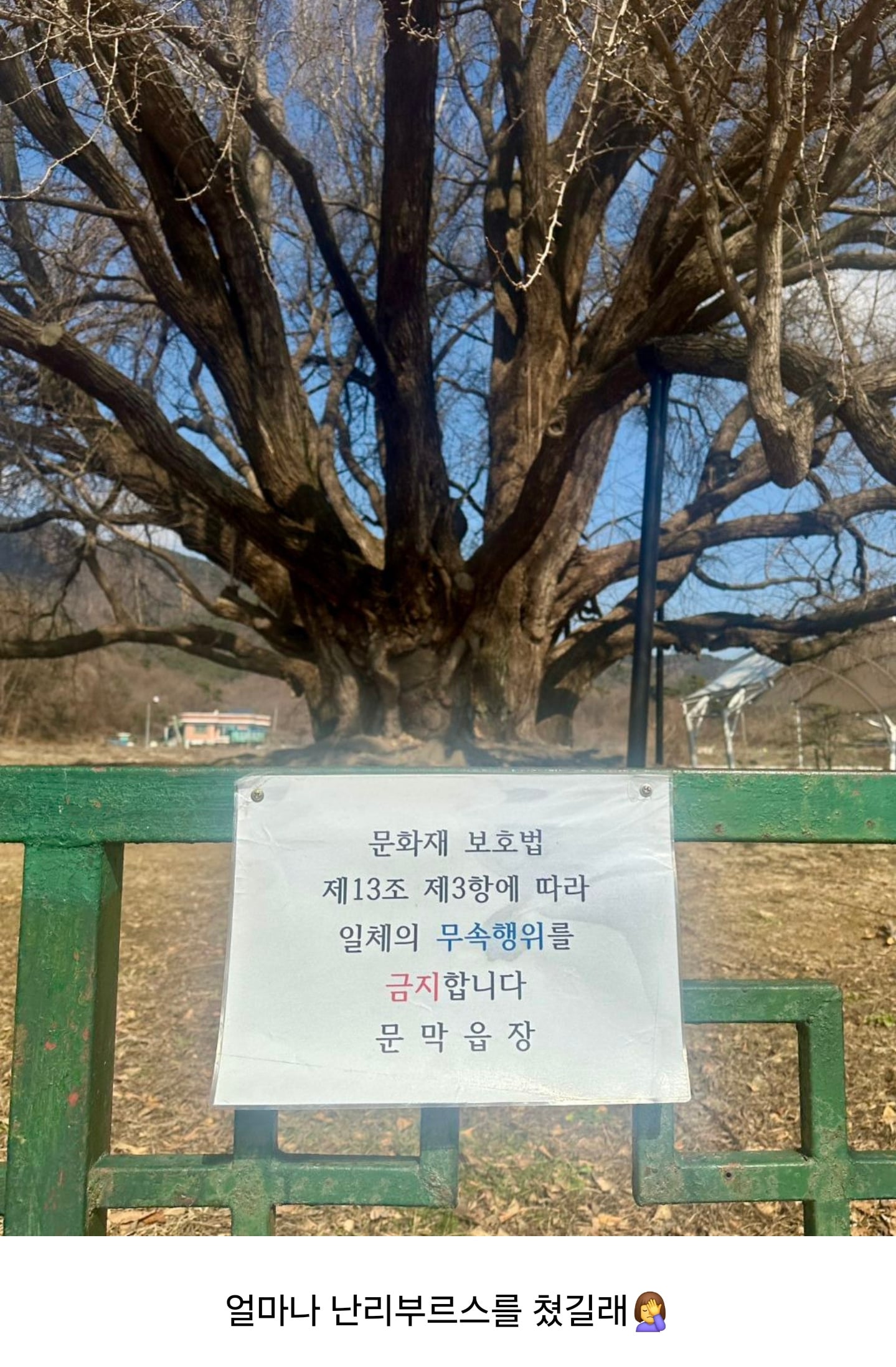 나무가 너무 영험하게 생겨서 붙여진 경고문 | 인스티즈