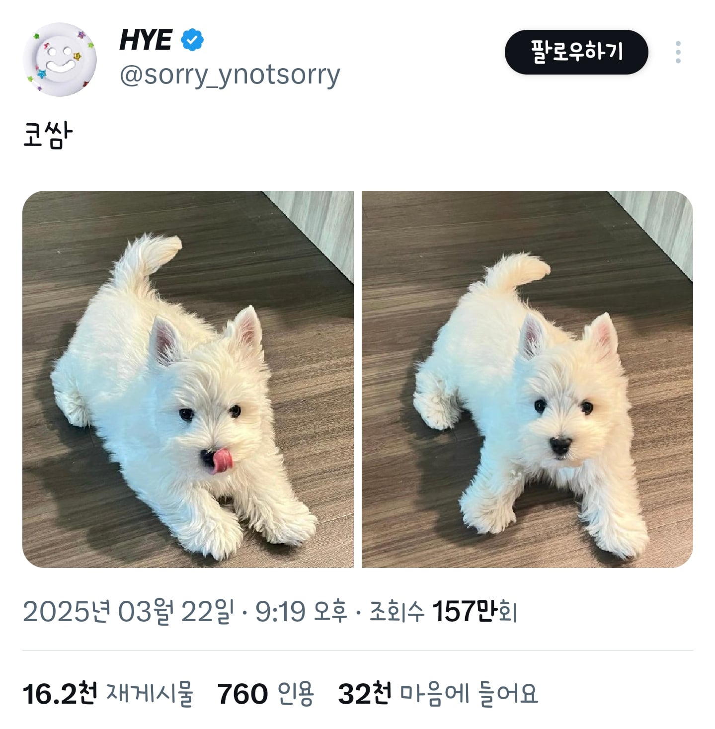 미국 영화나 광고에 나올것 같이 생긴 강아지 | 인스티즈