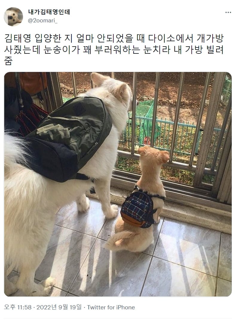 가방이 부러웠던 대형견 | 인스티즈