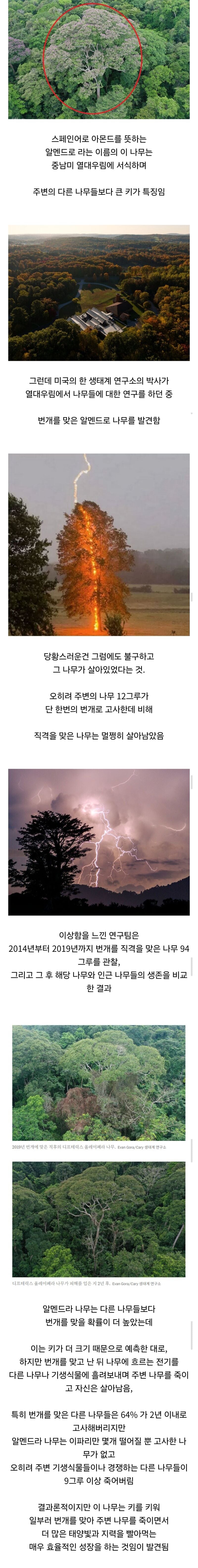 경쟁자를 제거하기 위해 스스로 번개를 맞는 나무.jpg | 인스티즈