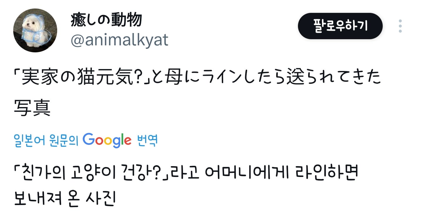 어머니에게 고양이 건강하냐고 물었더니 사진 한 장을 보내줬다 | 인스티즈