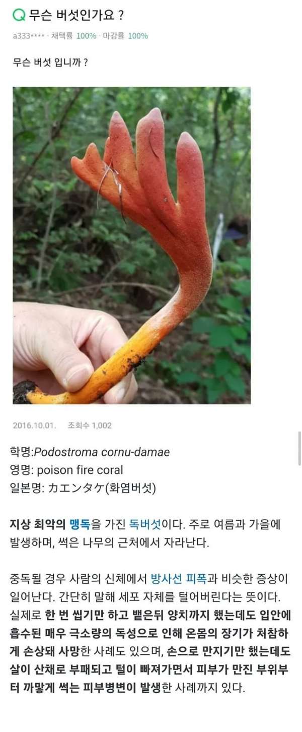 생사가 궁금해지는 네이버 지식인 | 인스티즈