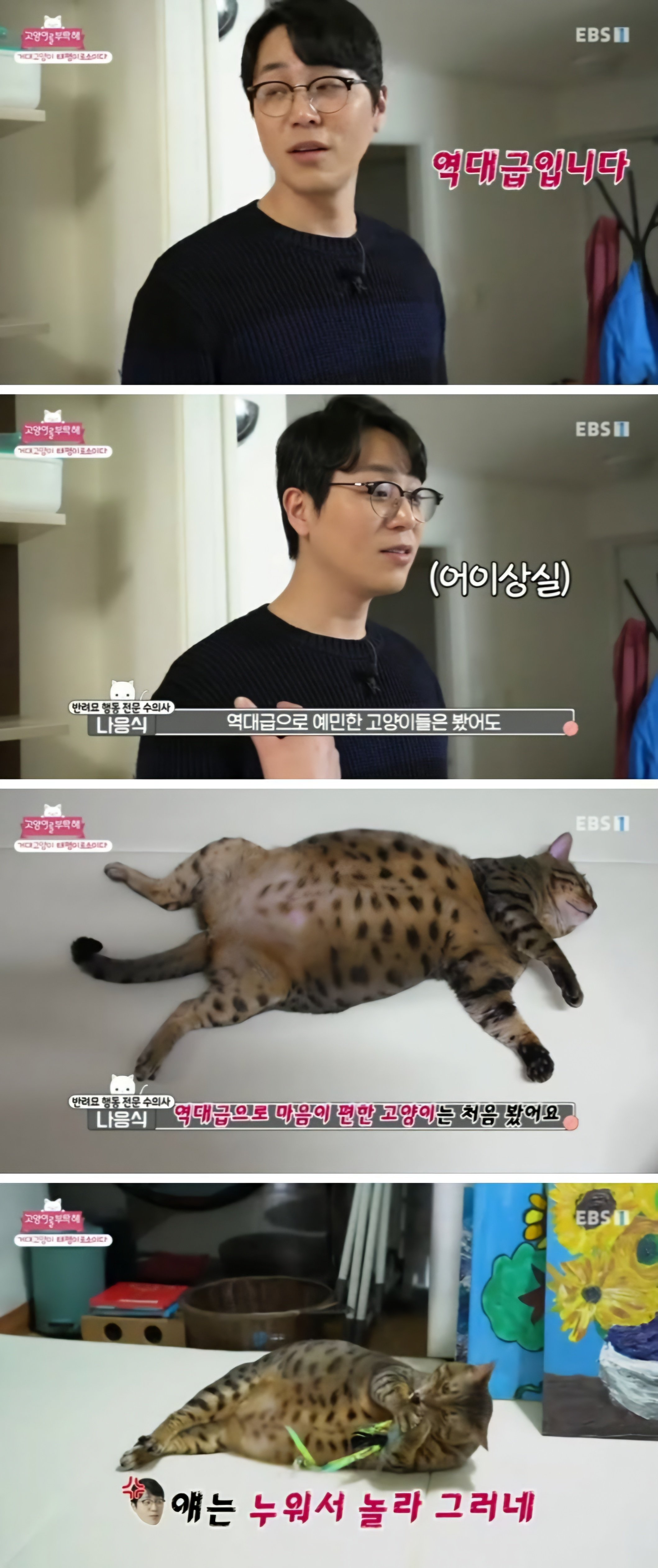 방송 촬영중 드러누운 뚱냥이 | 인스티즈