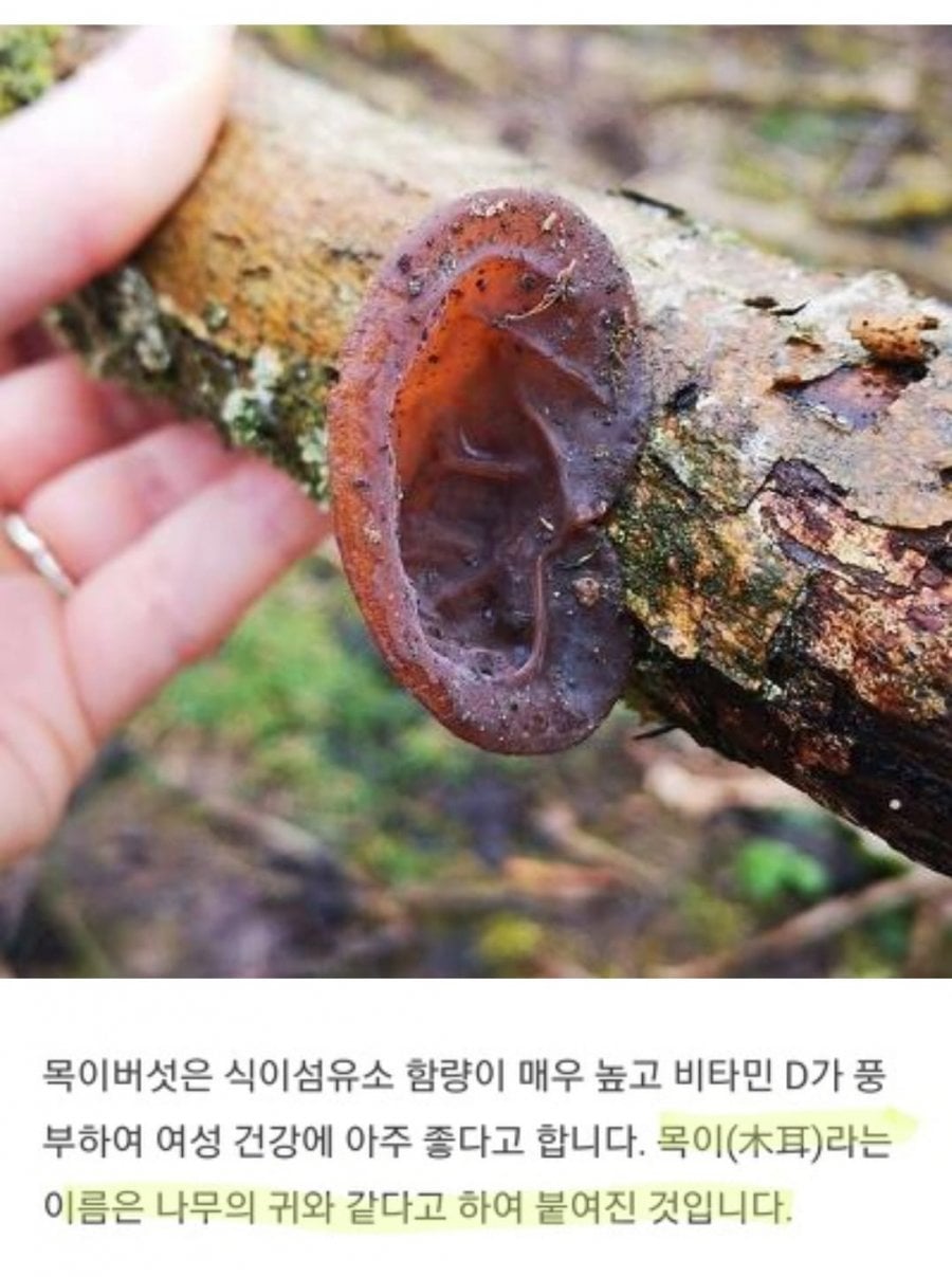 목이버섯 | 인스티즈