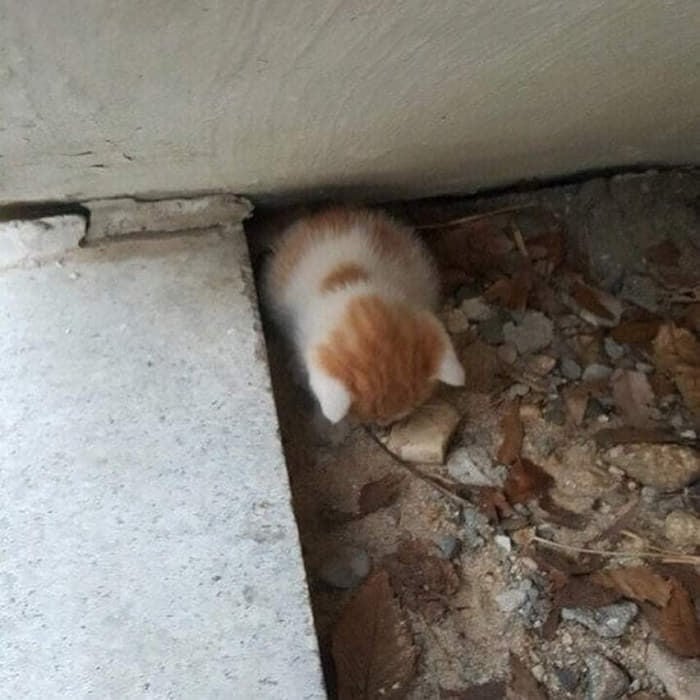 조랭이 떡.jpg | 인스티즈