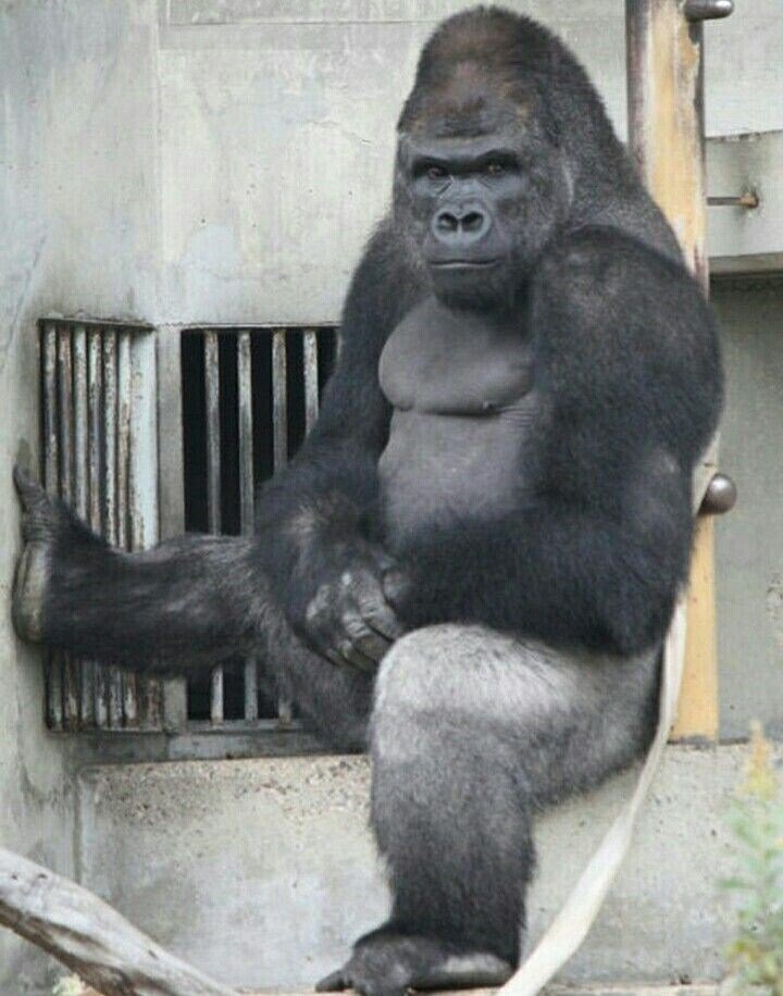 일본 여심을 뒤흔들고있는 고릴라 | 인스티즈