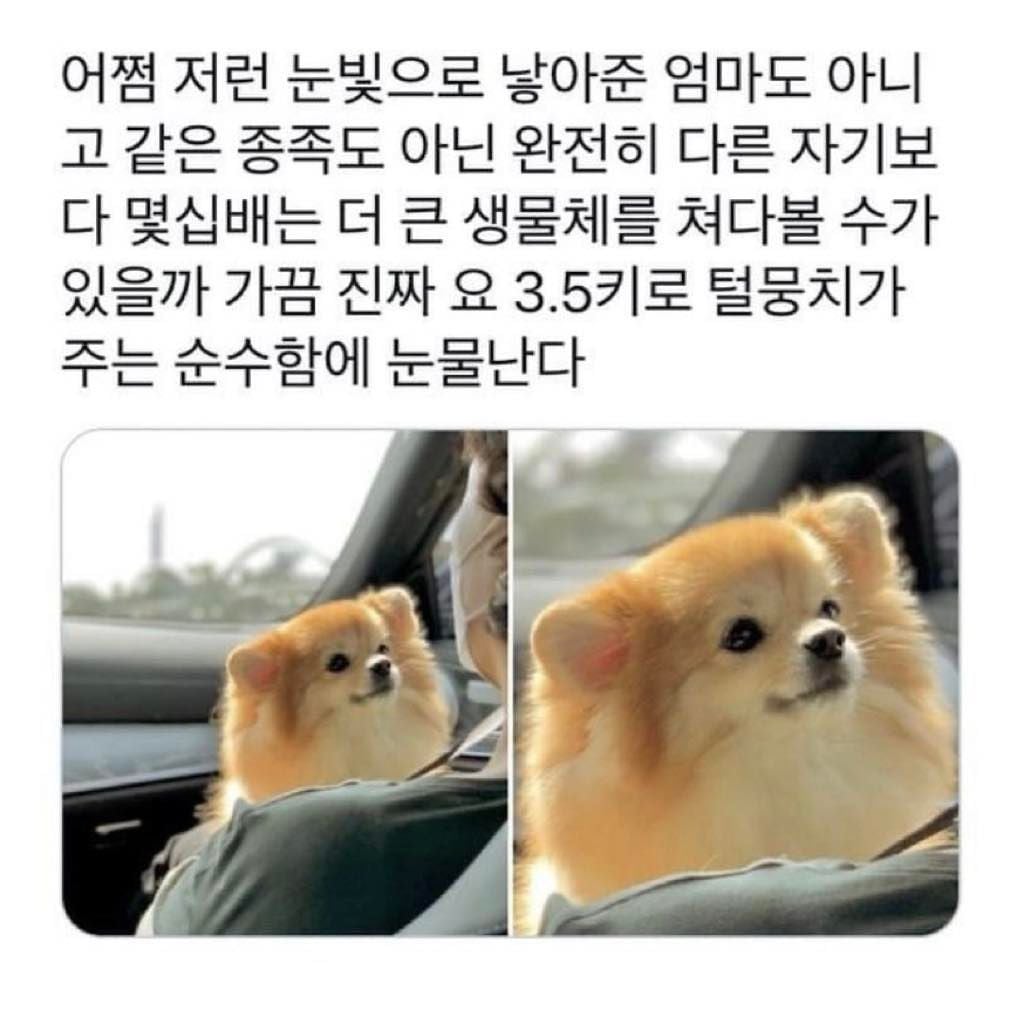 강아지에게 받는 완전무결한 사랑 | 인스티즈
