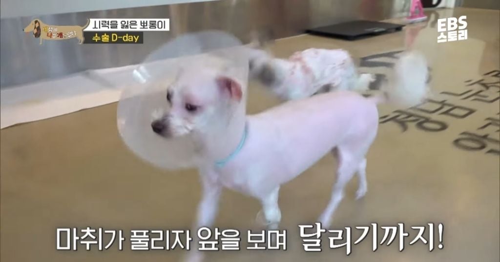 학대로 시력 잃은 강아지가 사랑하는 사람을 처음 본 날 | 인스티즈