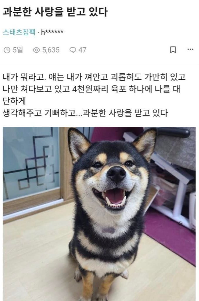 강아지에게 받는 완전무결한 사랑 | 인스티즈