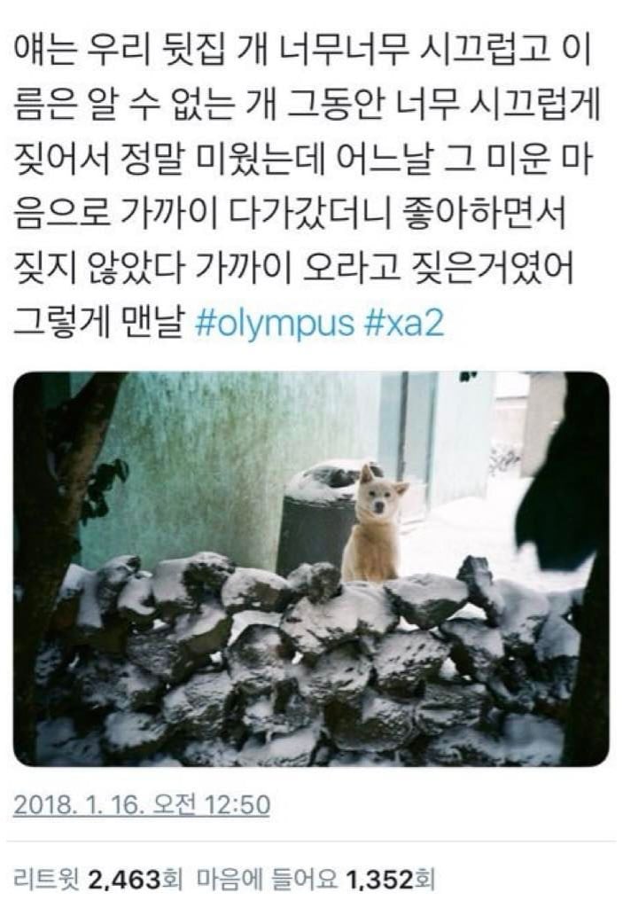 강아지에게 받는 완전무결한 사랑 | 인스티즈