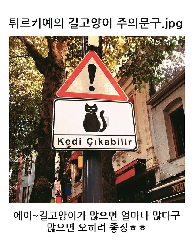 튀르키예의 길고양이 주의문구 | 인스티즈