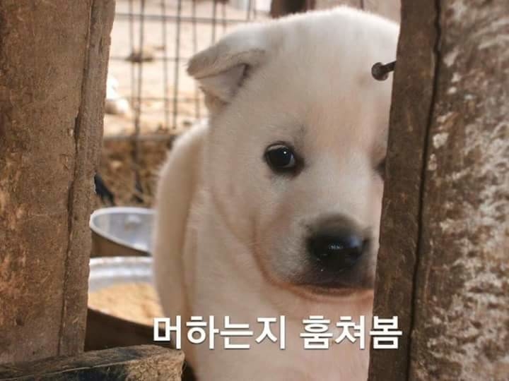 댕댕이가 조용할때는 | 인스티즈