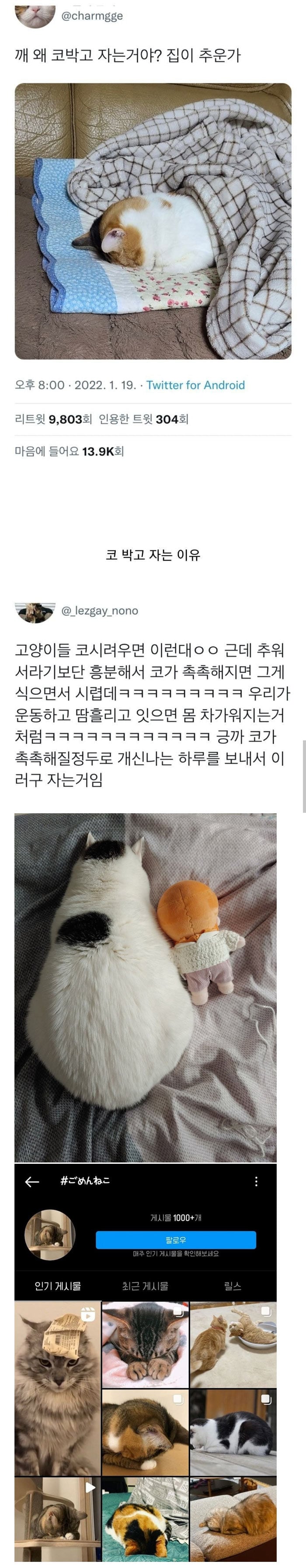 코 박고 자는 이유 | 인스티즈