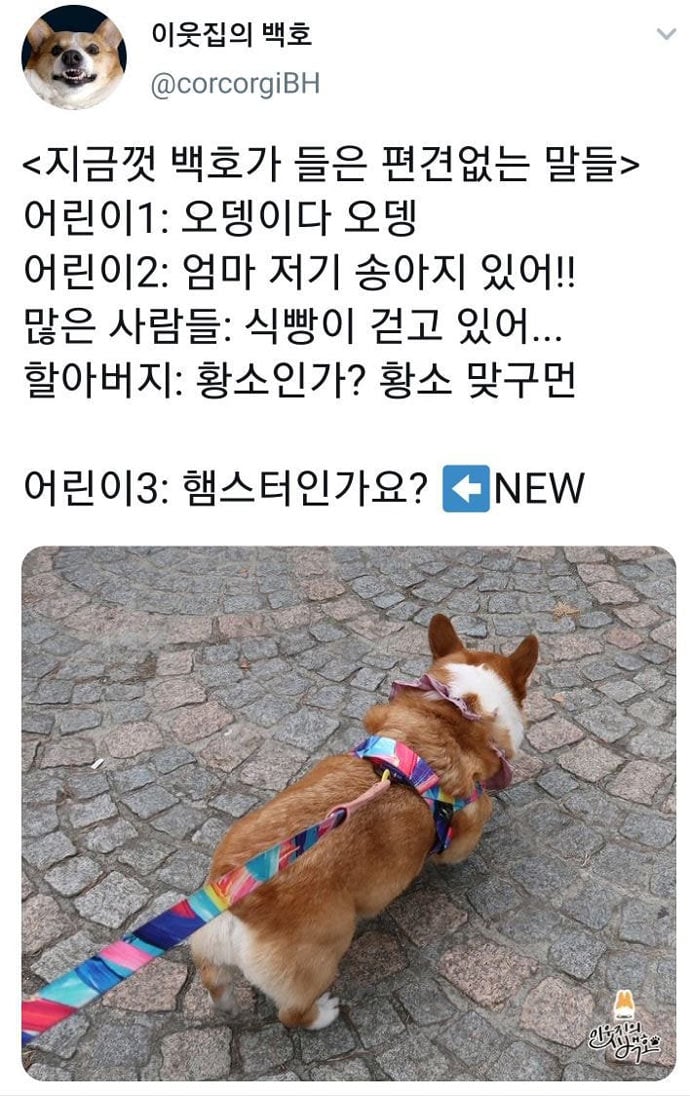 어느 집 강아지가 들은 편견없는 말들 | 인스티즈