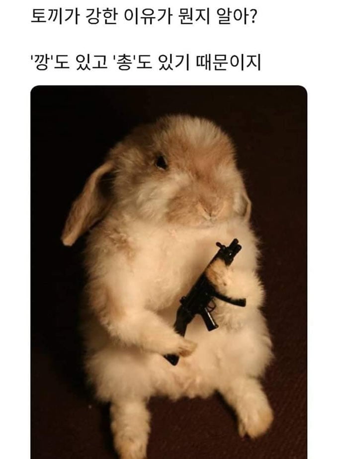토끼가 강한 이유 | 인스티즈