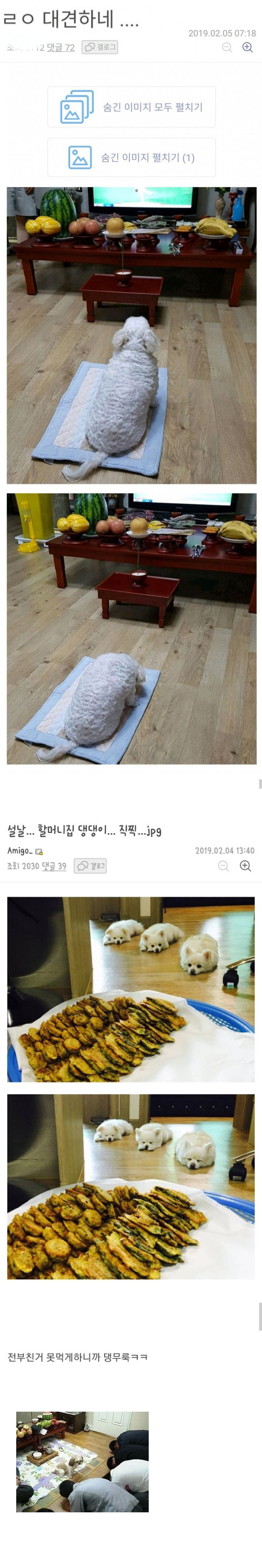 강아지 키우는 집 명절 풍경 | 인스티즈