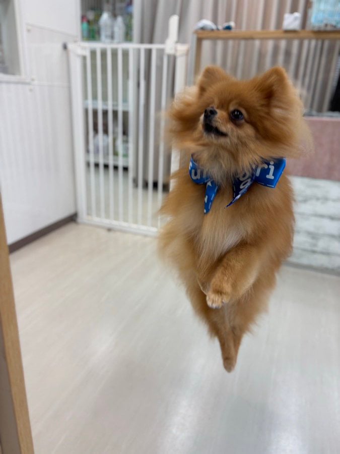 공중에 떠있는 강아지 | 인스티즈