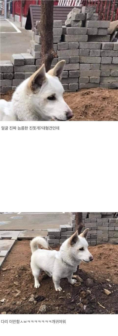 늠름한 진돗개 | 인스티즈