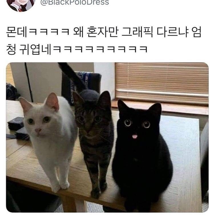 혼자만 그래픽이 다른 고양이 | 인스티즈