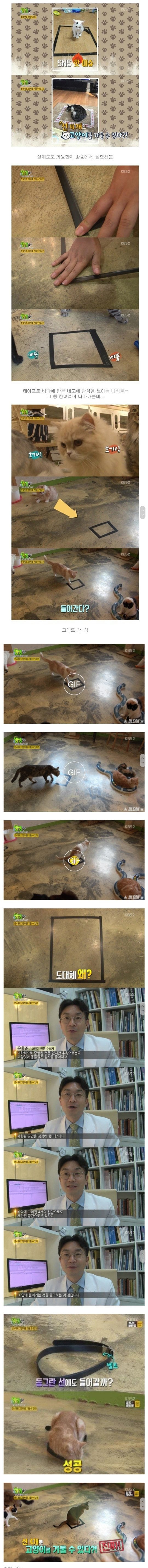 고양이 가두는 법 | 인스티즈
