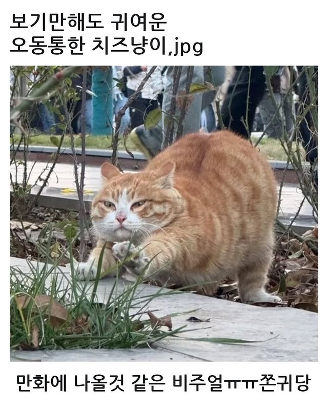 튀르키예의 길고양이 주의문구 | 인스티즈