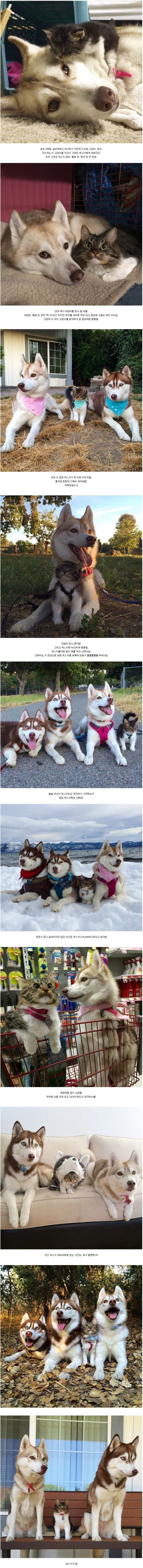 허스키 집안에 입양된 야옹이 | 인스티즈
