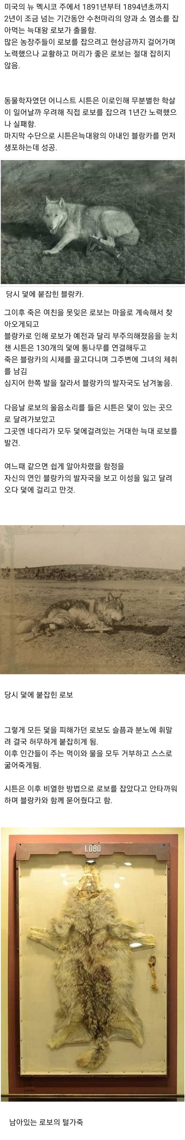 늑대왕을 잡은 방법 | 인스티즈