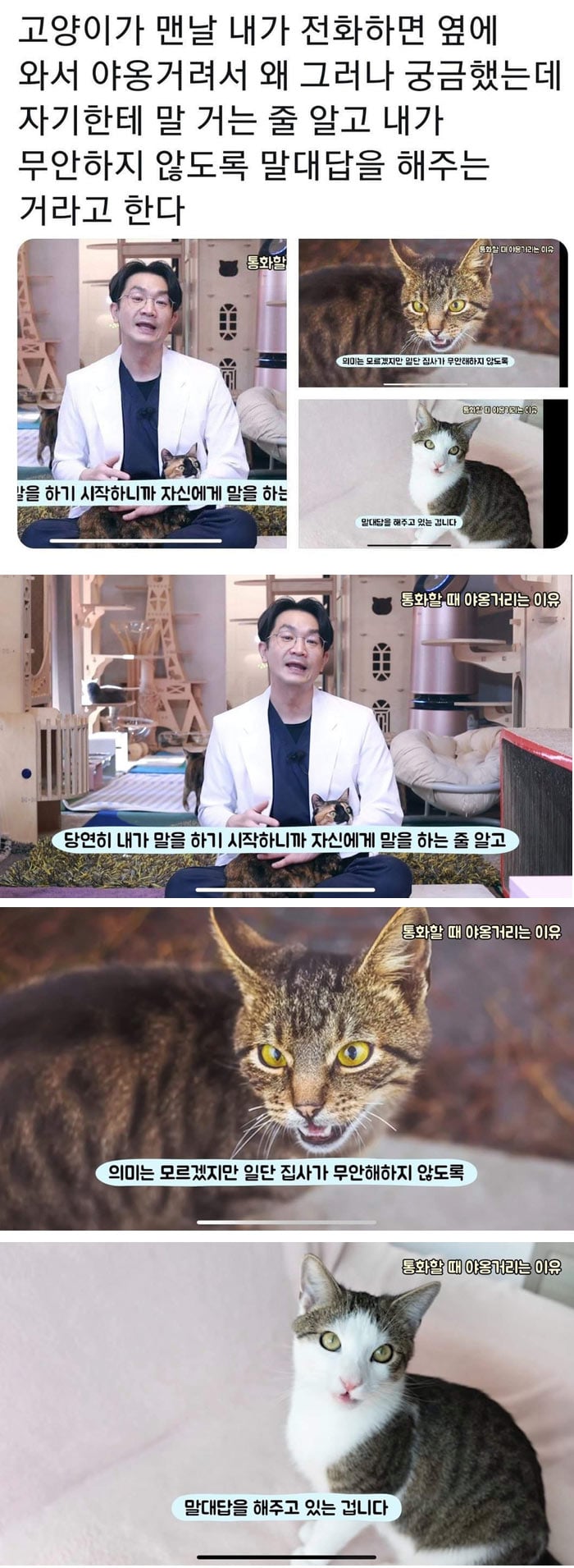 전화할 때 고양이가 야옹거리는 이유 | 인스티즈