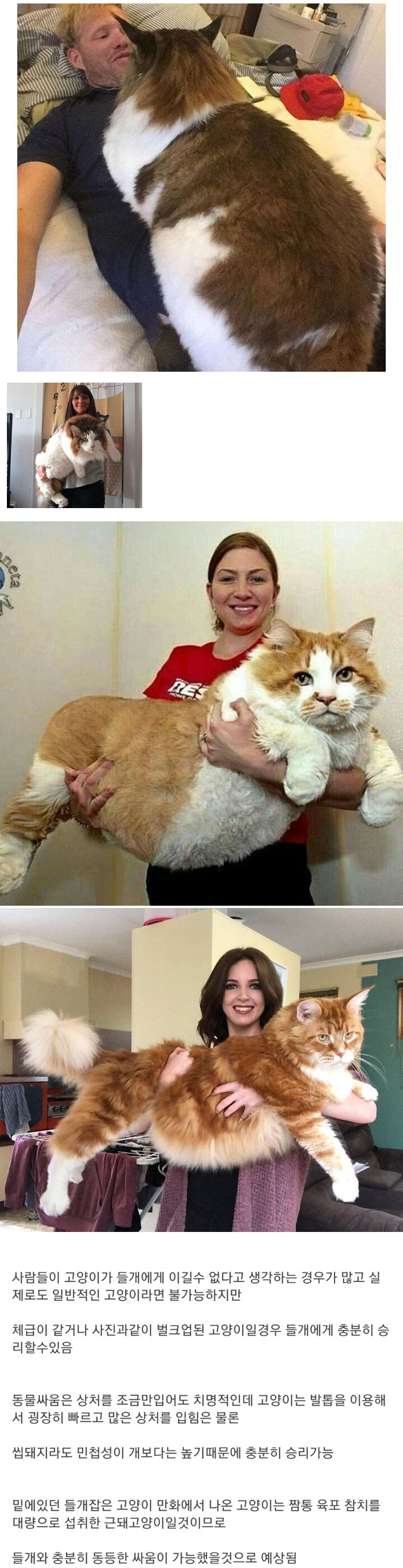 개 큰 고양이 | 인스티즈