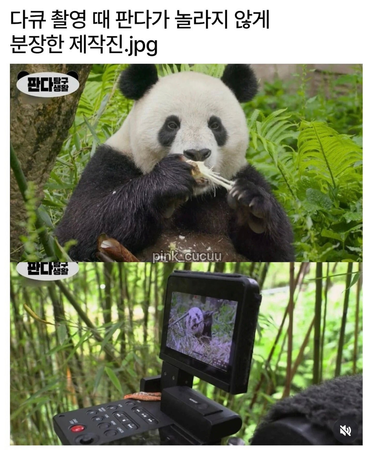 판다가 놀라지 않게 분장한 제작진 | 인스티즈
