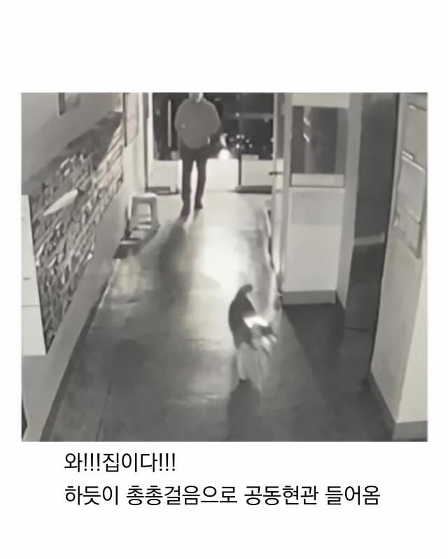 마트에서 반려견 잃어버림 | 인스티즈