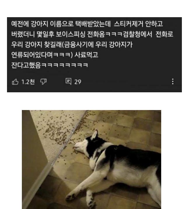 강아지 보이스피싱 | 인스티즈