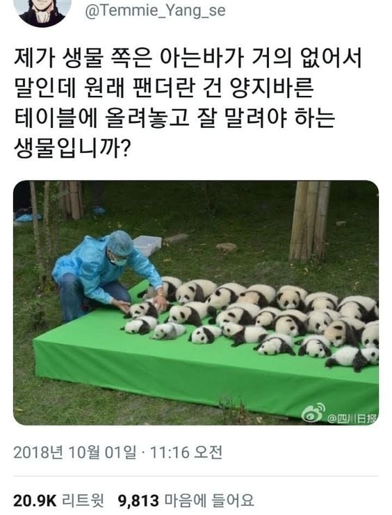 팬더 말리는 중 | 인스티즈