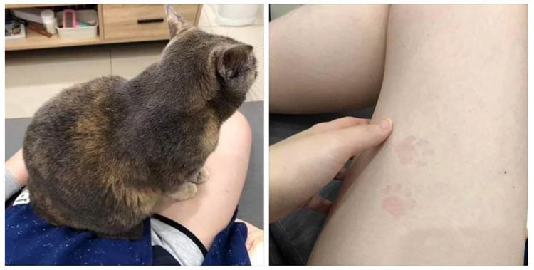 고양이를 다리에 올려놓으면? | 인스티즈