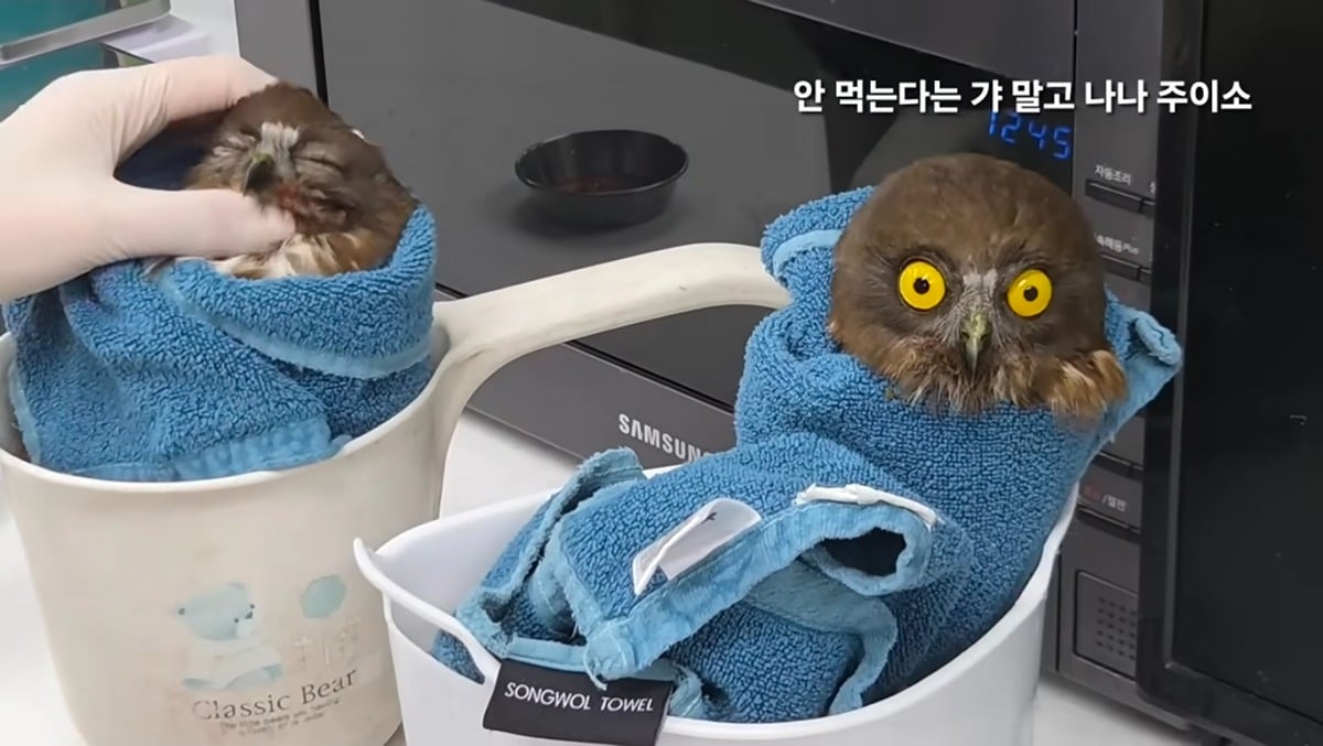 야생동물센터에 구조된 솔부엉이 두 마리 캐릭터가 너무 다름 | 인스티즈