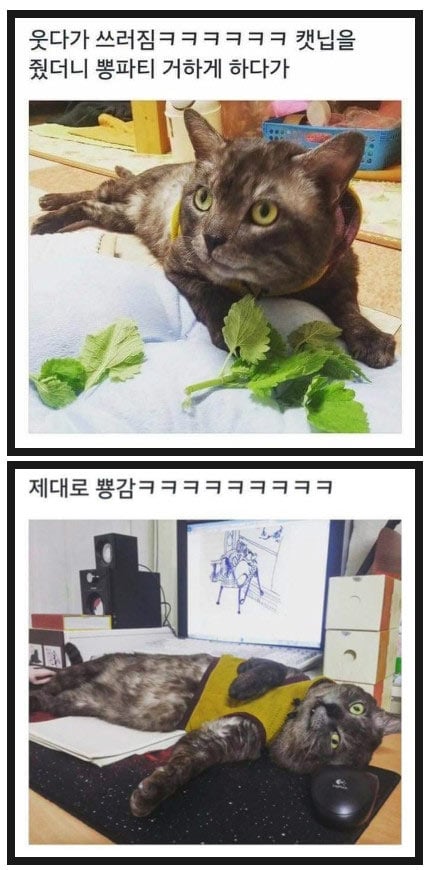냥이 뽕파티 | 인스티즈