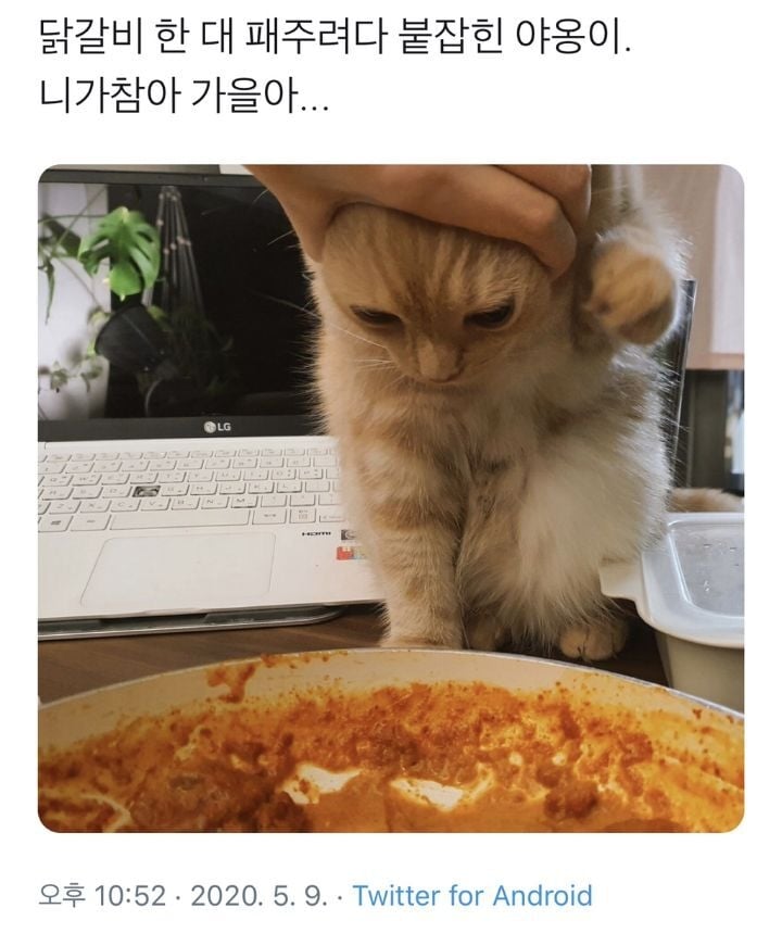 닭갈비 한 대 패주려는 냥 | 인스티즈