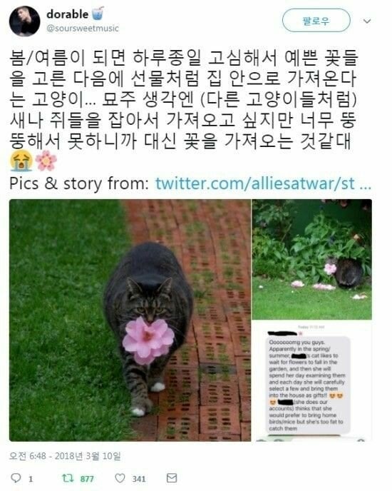 꽃 사냥 고양이 | 인스티즈