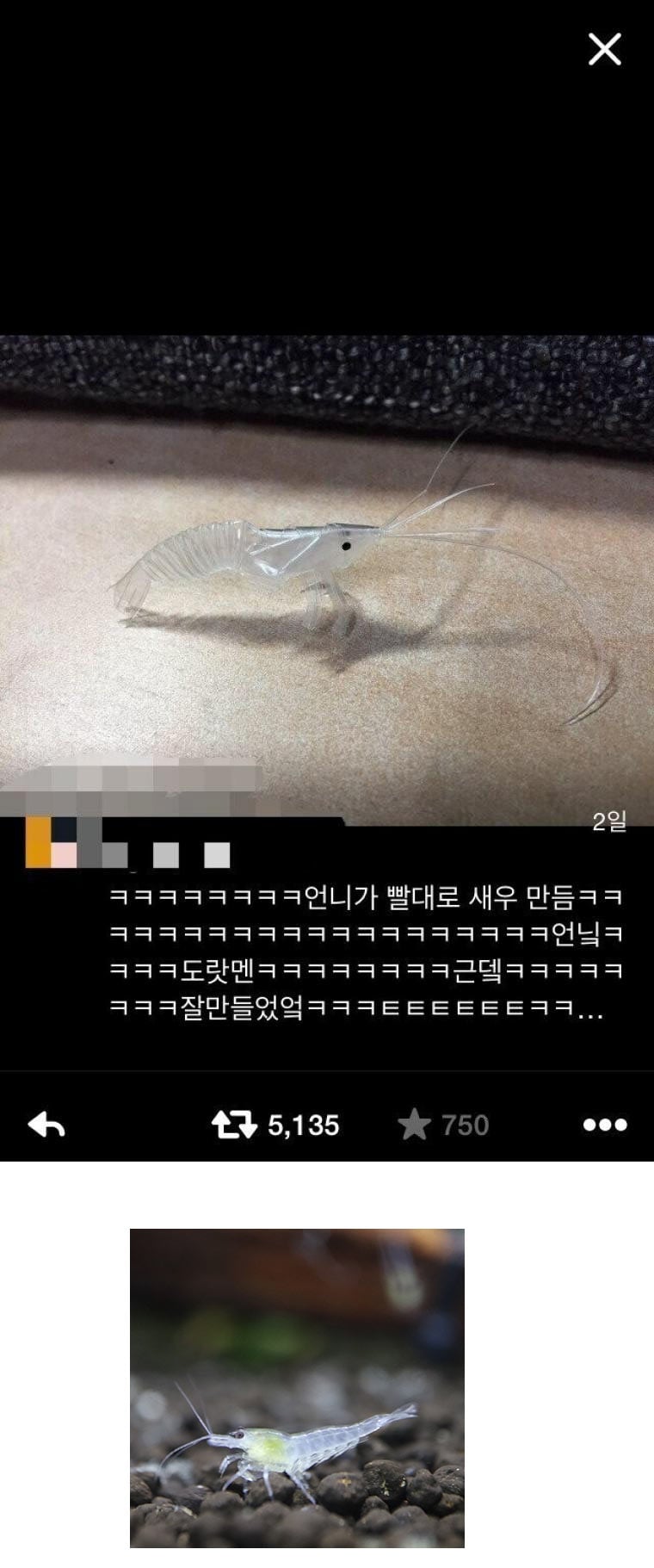 빨대 새우 | 인스티즈