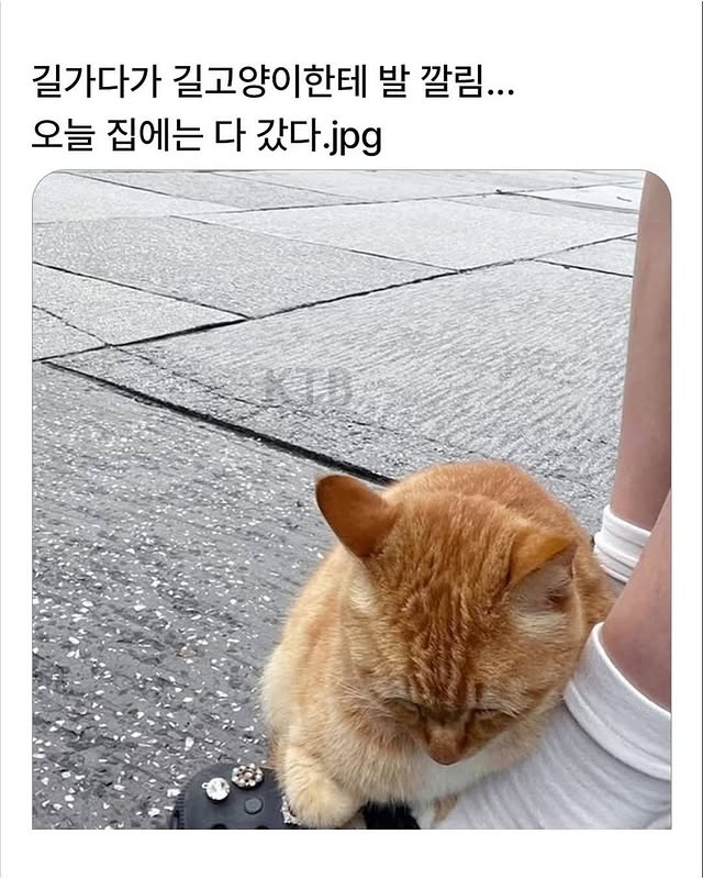 튀르키예의 길고양이 주의문구 | 인스티즈